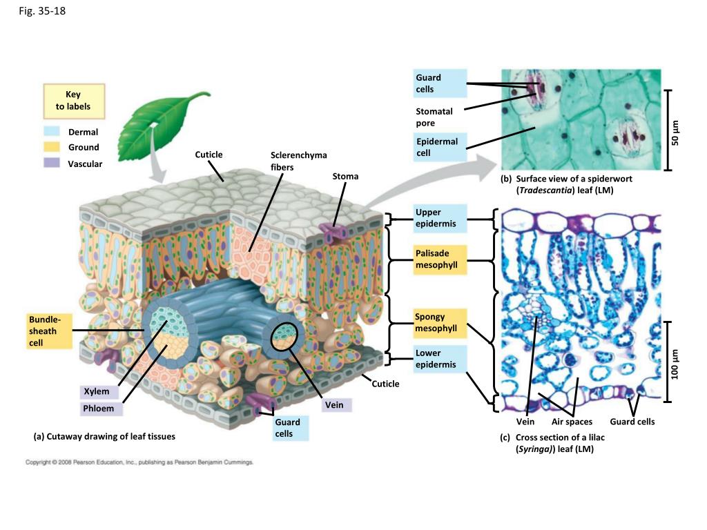 PPT Chapter 32 Leaf Structure and Function PowerPoint Presentation