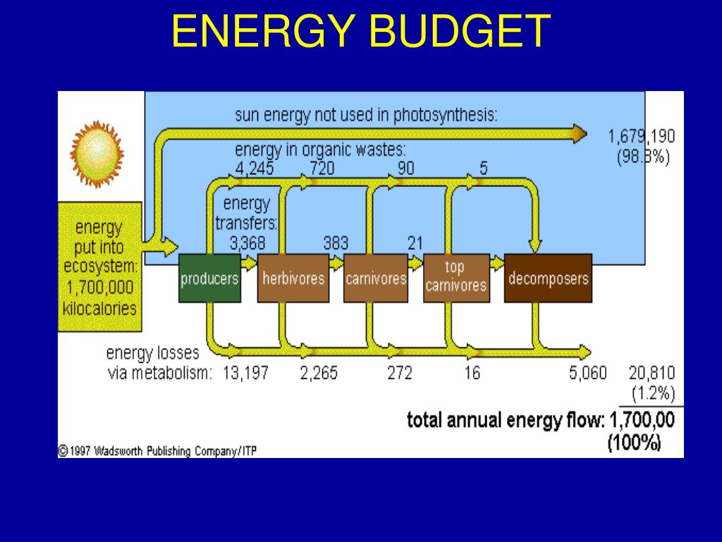 PPT WHAT IS AN ECOSYSTEM? PowerPoint Presentation, free download ID