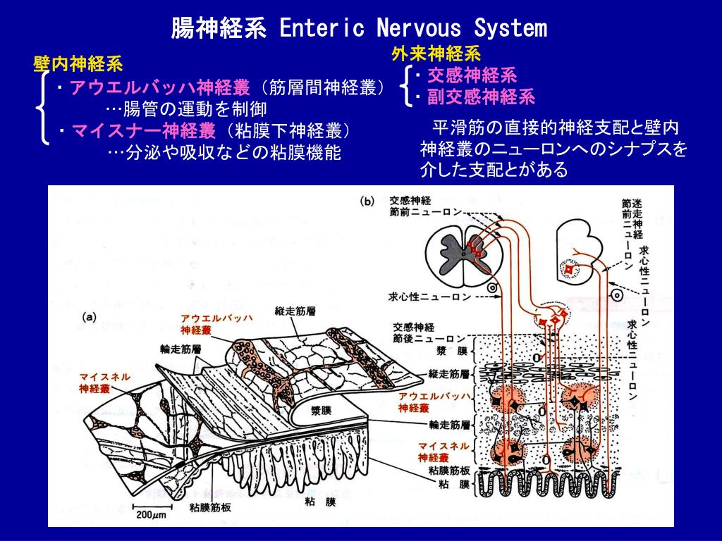 PPT テーマ2 摘出モルモット回腸 に対する薬物の作用 PowerPoint Presentation