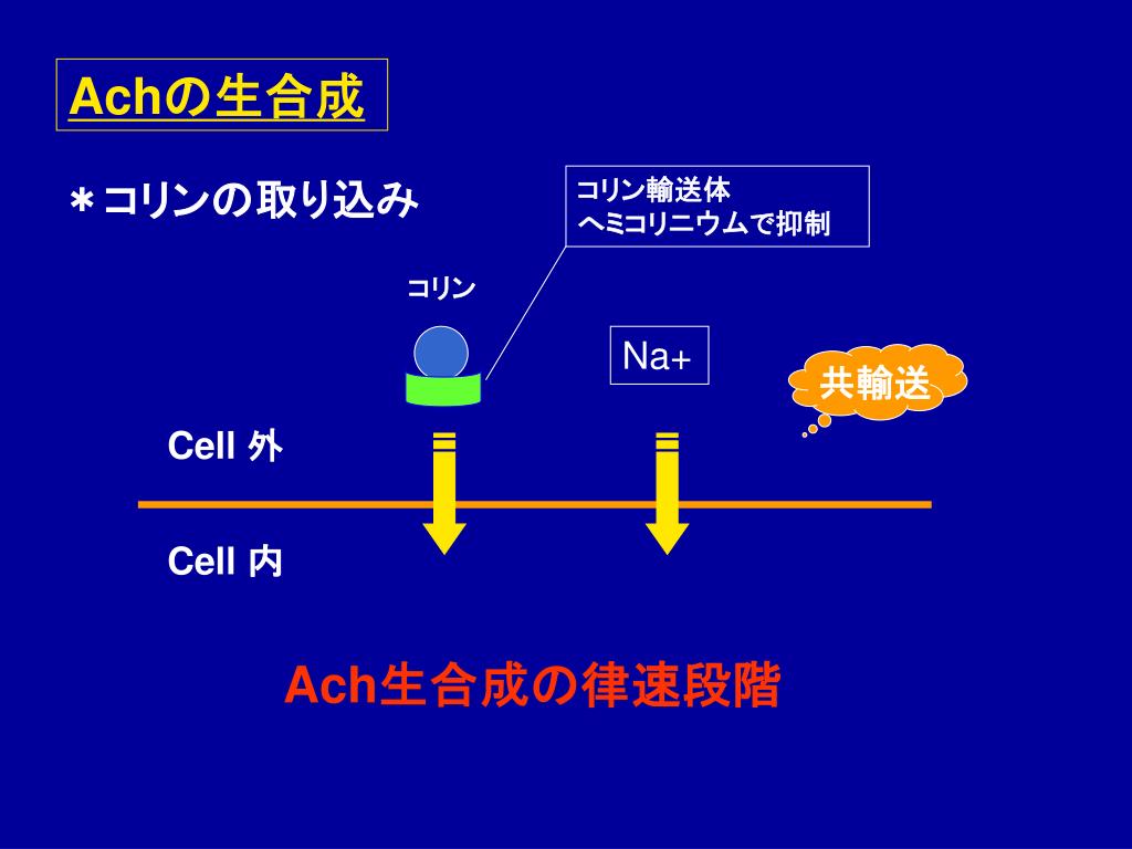 PPT テーマ2 摘出モルモット回腸 に対する薬物の作用 PowerPoint Presentation