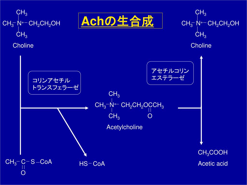 PPT テーマ2 摘出モルモット回腸 に対する薬物の作用 PowerPoint Presentation
