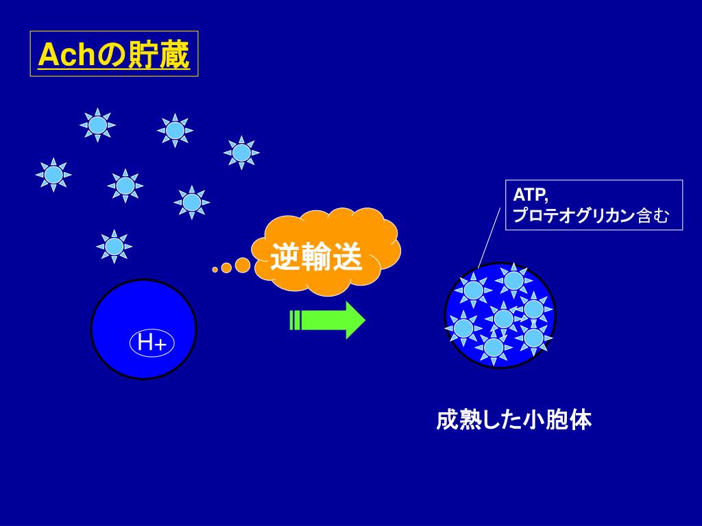PPT テーマ2 摘出モルモット回腸 に対する薬物の作用 PowerPoint Presentation
