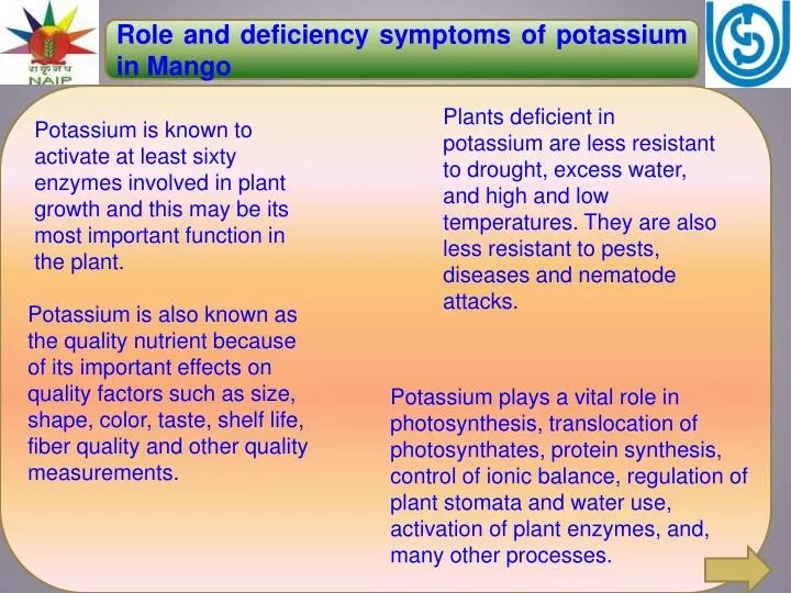 PPT Role and deficiency symptoms of potassium in Mango PowerPoint