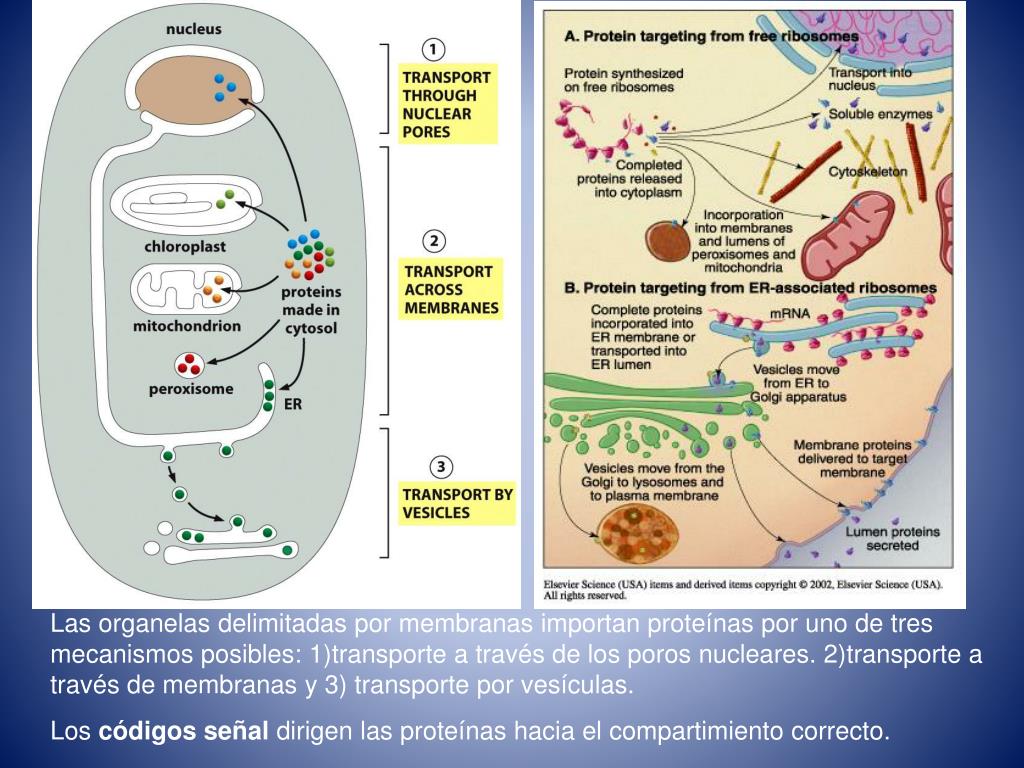 PPT Transporte de proteínas entre compartimentos PowerPoint