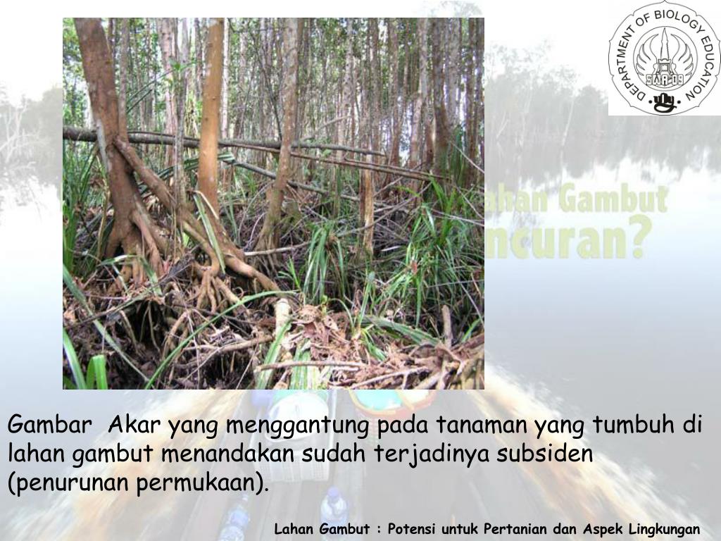 PPT Lahan Gambut Potensi untuk Pertanian dan Aspek Lingkungan