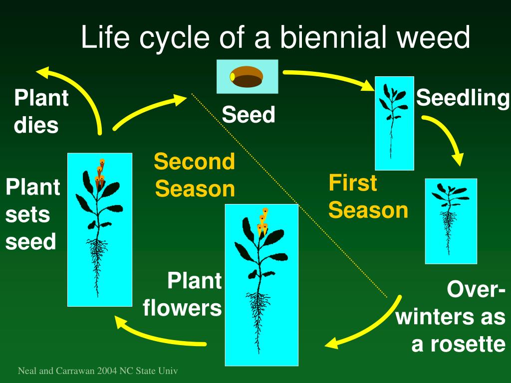 PPT Weeds PowerPoint Presentation, free download ID4643833