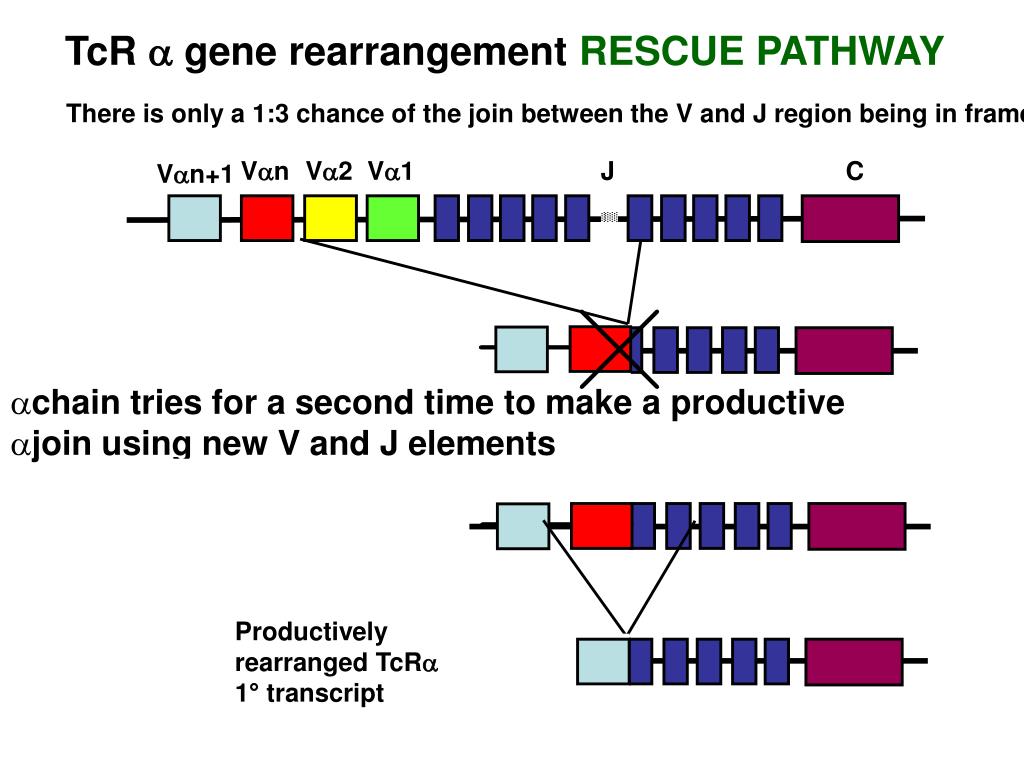 PPT T Cell Receptor & T Cell Development PowerPoint Presentation ID