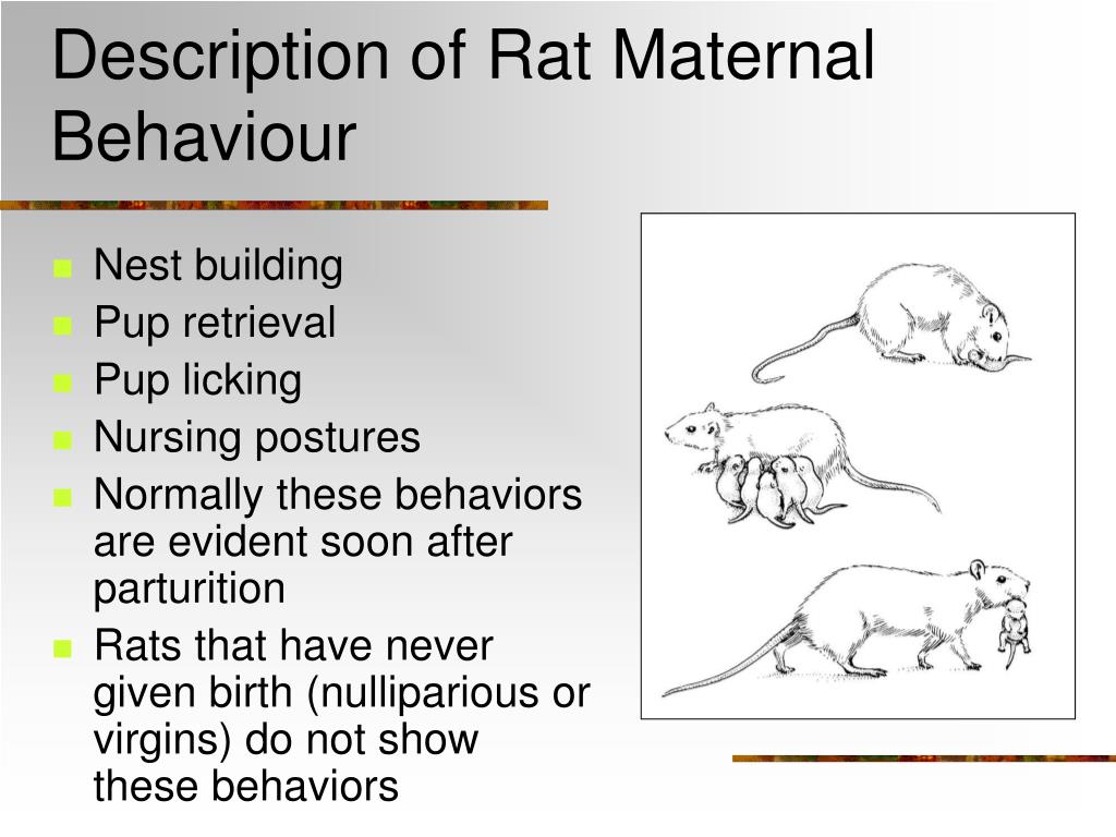 PPT Lecture 7 Parental Behaviour PowerPoint Presentation, free download ID4647133