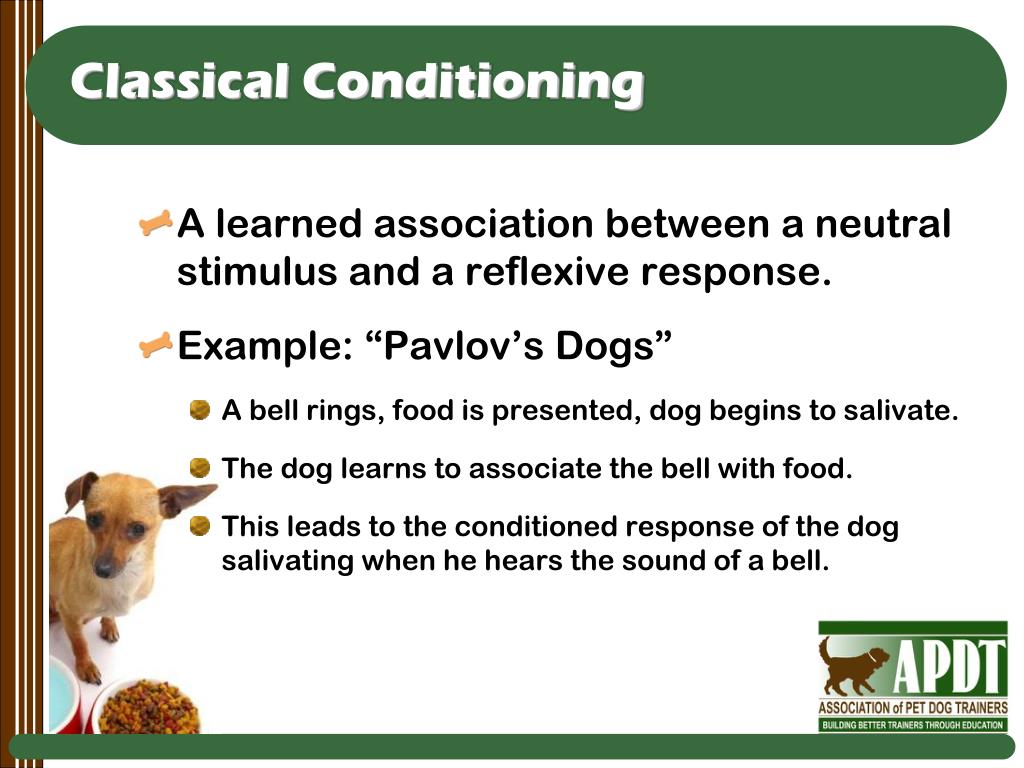 PPT An Introduction to RewardBased Dog Training PowerPoint