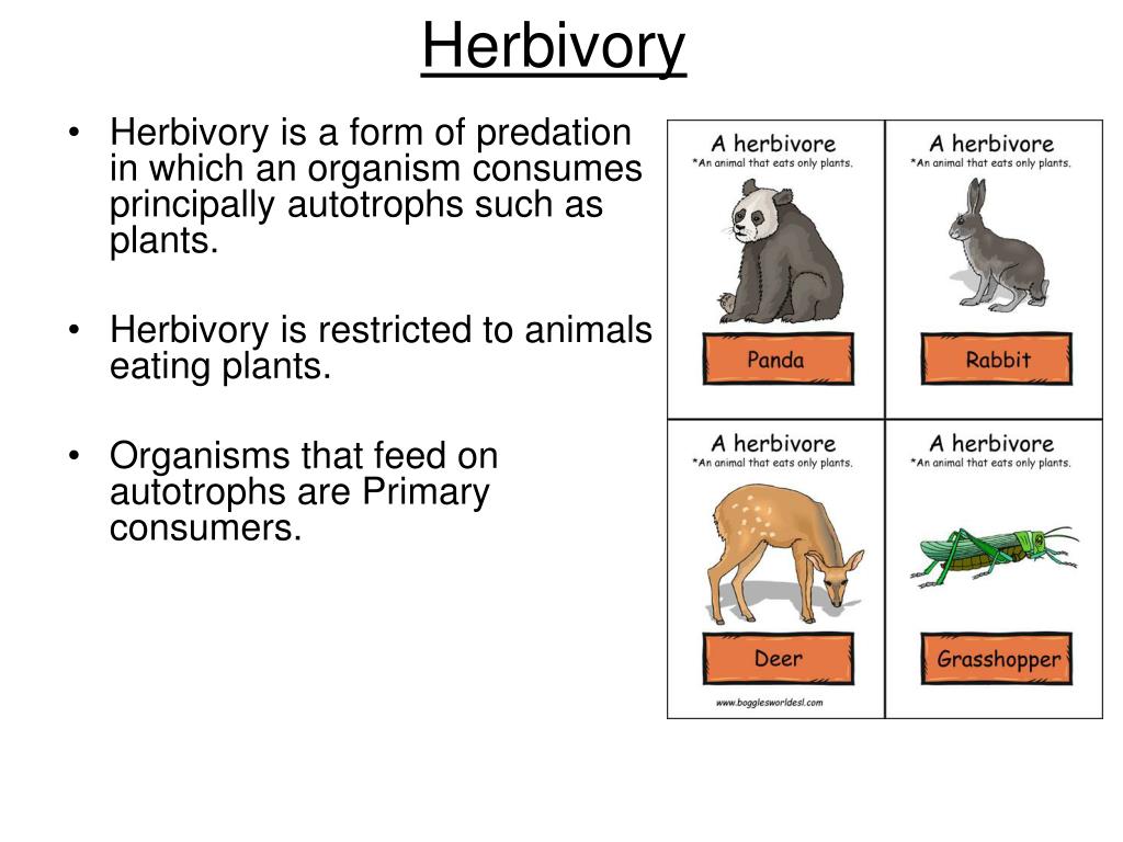 PPT Herbivores and HostPlant Interactions PowerPoint Presentation