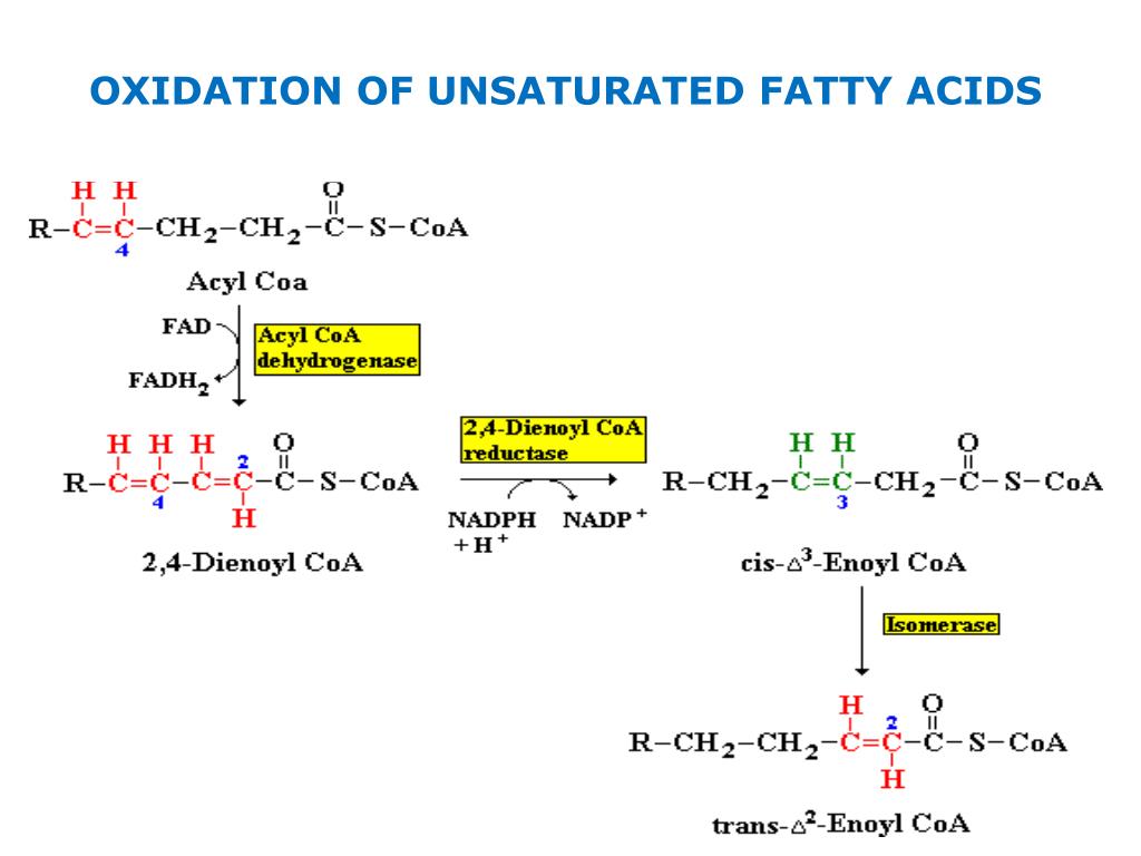 PPT FATTY ACID OXIDATION PowerPoint Presentation, free download ID