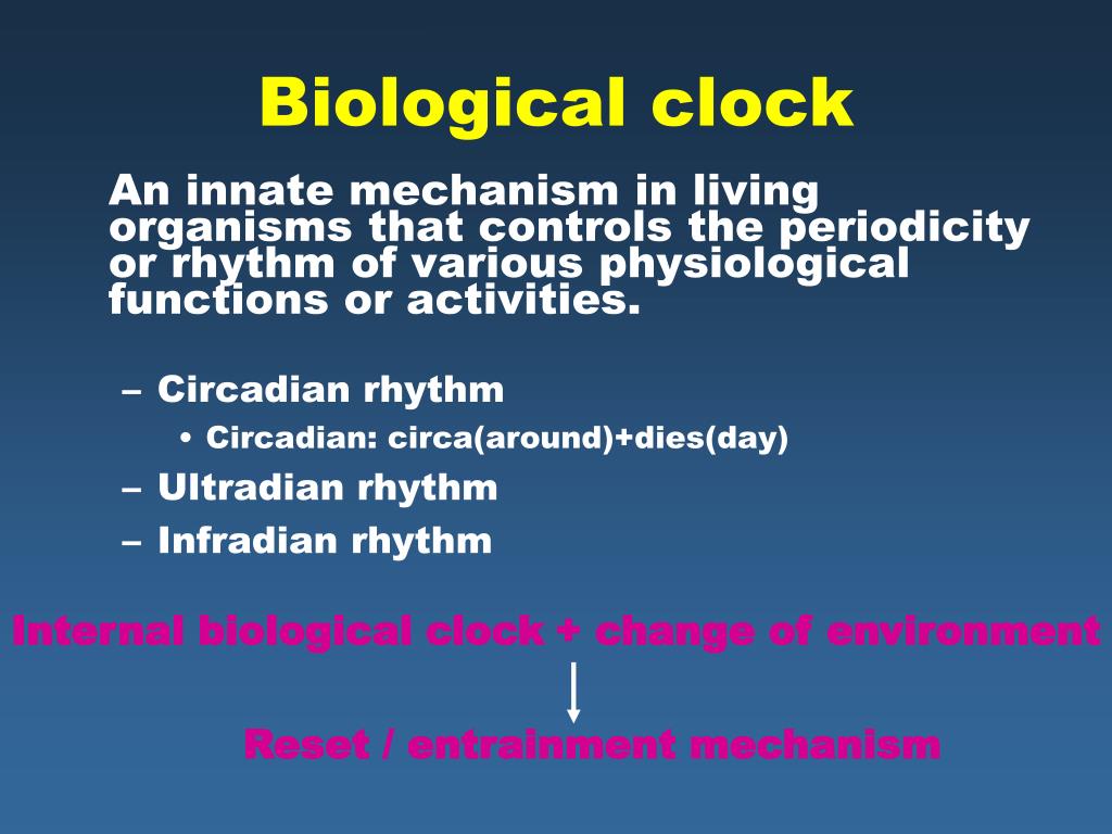 PPT Biological clock PowerPoint Presentation, free download ID4648500