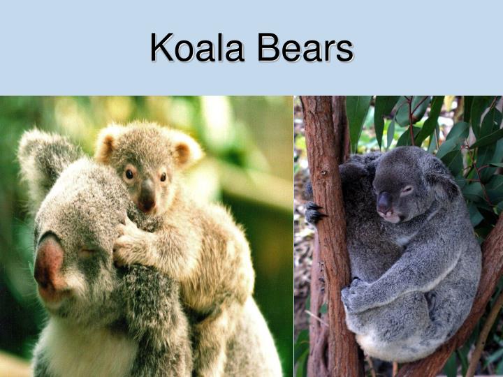 PPT Mammal Orders PowerPoint Presentation ID4648535