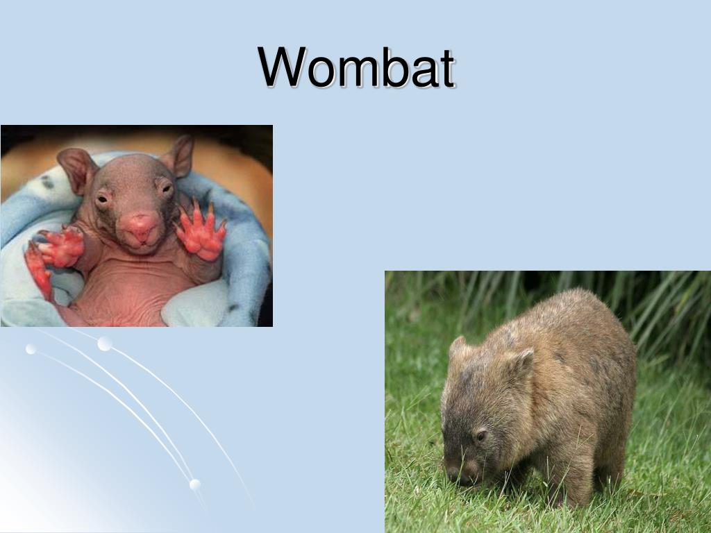 PPT Mammal Orders PowerPoint Presentation, free download ID4648535