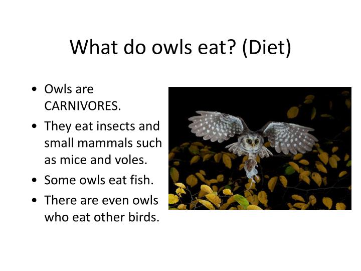 PPT All About Owls PowerPoint Presentation ID4653457