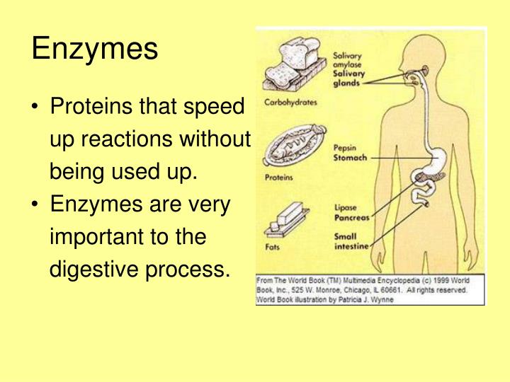 PPT What Happens to Food Once it Enters Your Mouth? PowerPoint