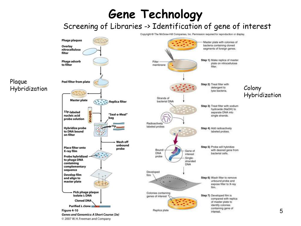 PPT Gene Technology PowerPoint Presentation, free download ID4654972