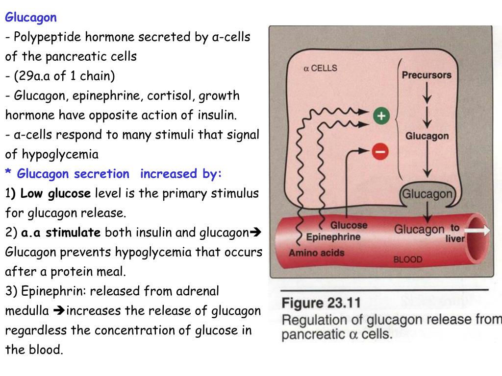 PPT Metabolic effects of Insulin and Glucagon Metabolism in the Well