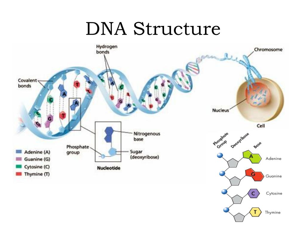 PPT Discovery of DNA PowerPoint Presentation, free download ID4655419