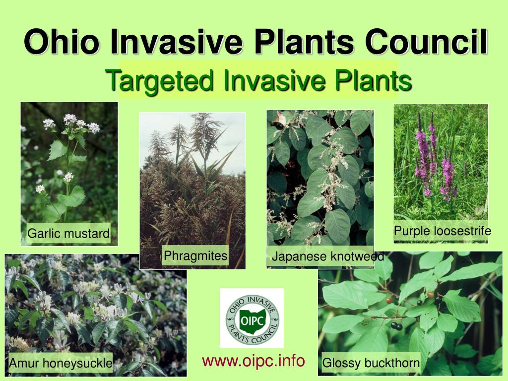 PPT Ohio Invasive Plants Council PowerPoint Presentation, free