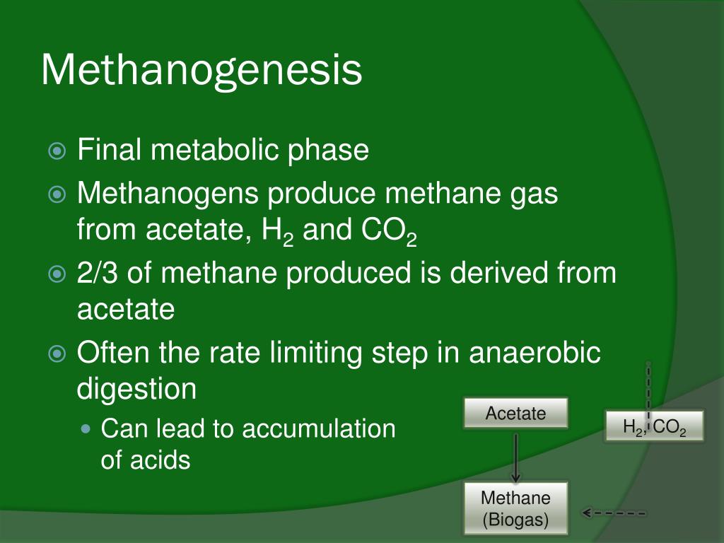 PPT Microbiology PowerPoint Presentation, free download ID4664047