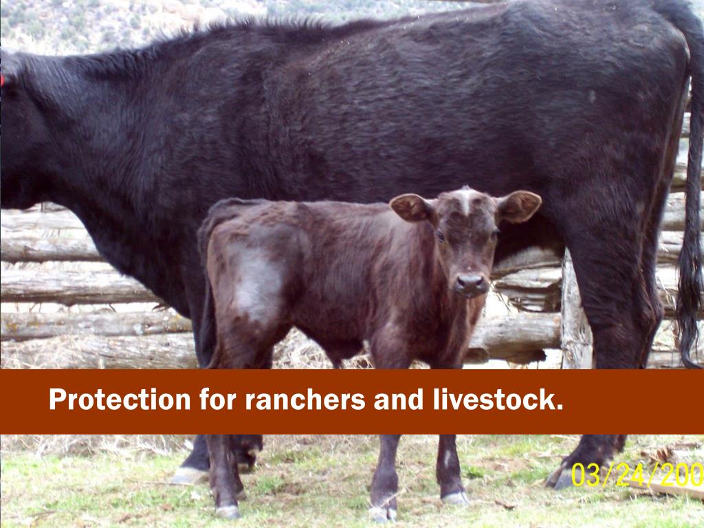 PPT Surface Owners’ Protection Act PowerPoint Presentation, free