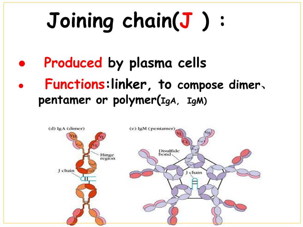 PPT Chapter 5 Immunoglobulin PowerPoint Presentation, free download