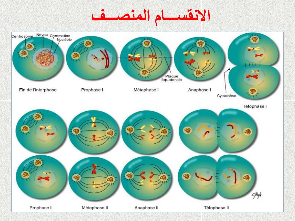 PPT انقســــام الخلايـــا PowerPoint Presentation ID