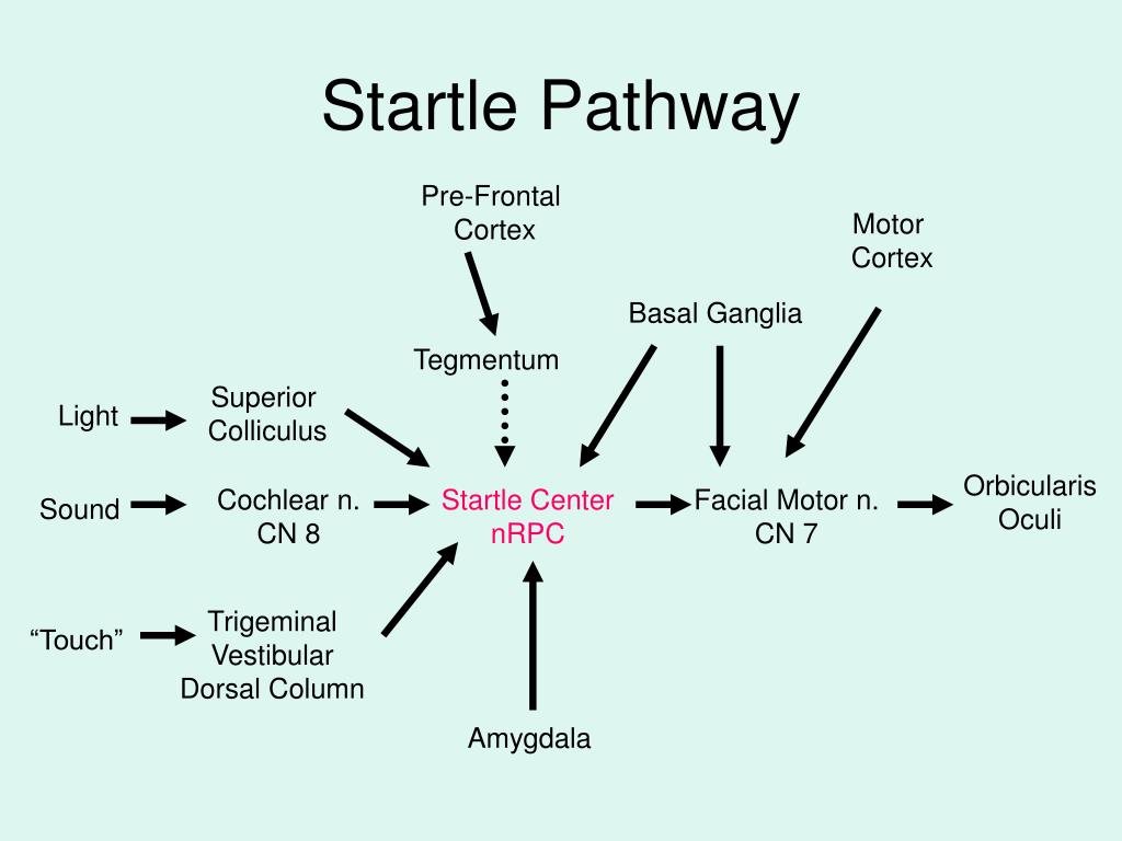 PPT Undergraduate Research in Neuroscience PowerPoint Presentation