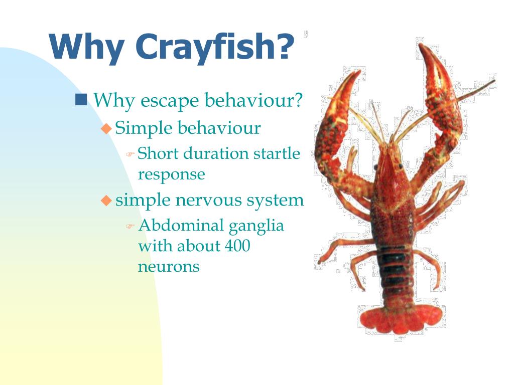 PPT Neural circuits PowerPoint Presentation, free download ID4698521