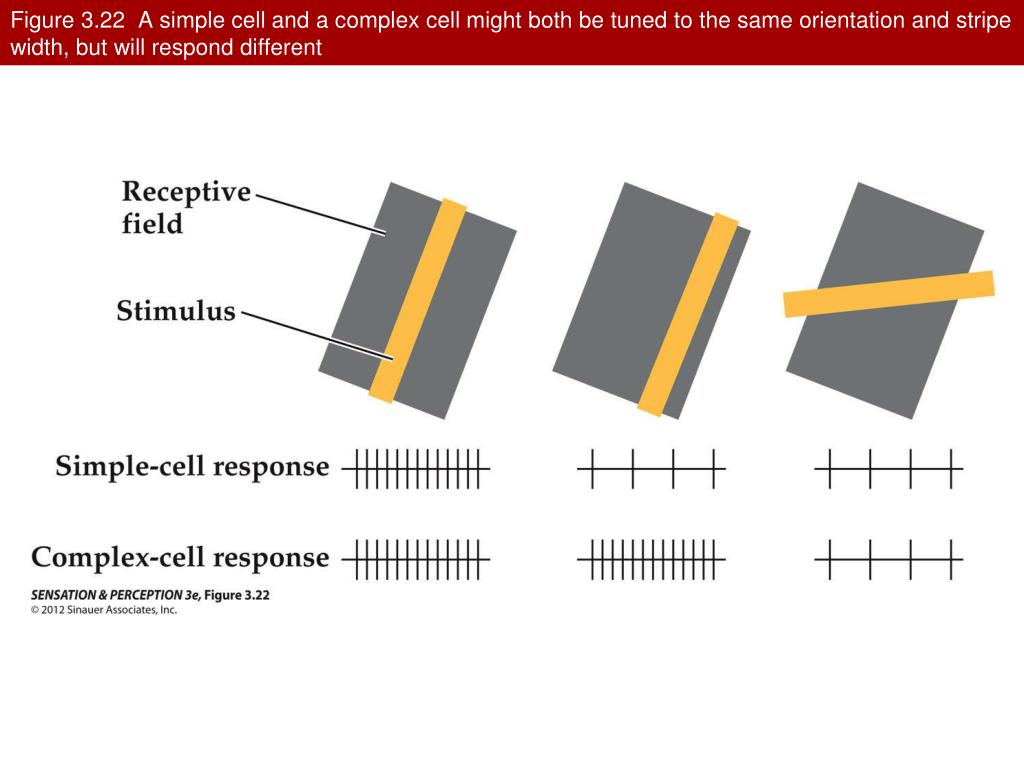 PPT Spatial Vision From Spots to Stripes PowerPoint Presentation