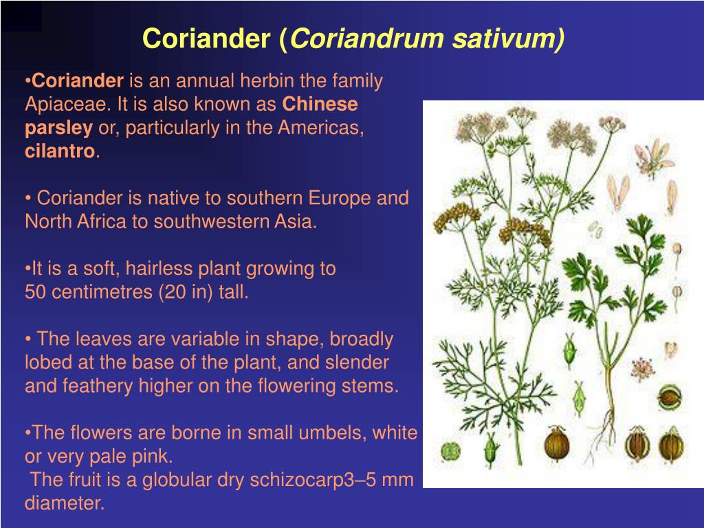 PPT General Account and Diagnostic Features of the Families