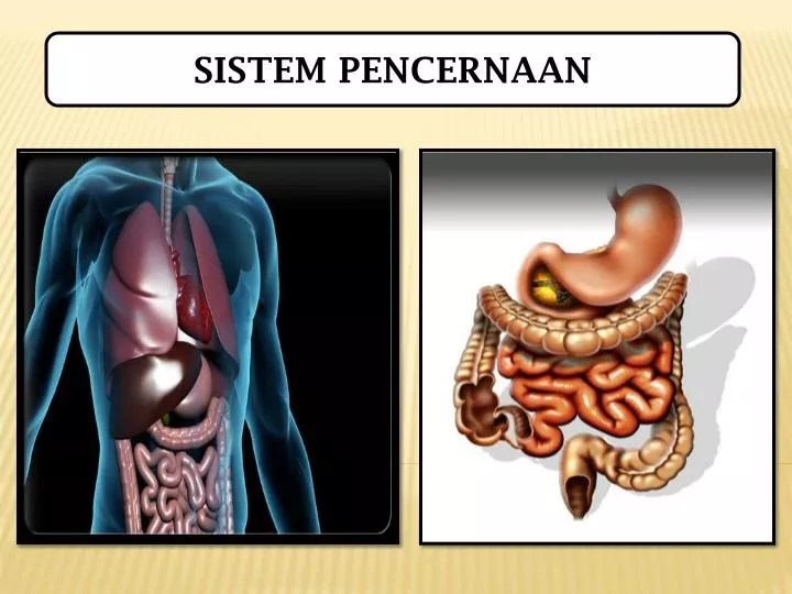 PPT SISTEM PENCERNAAN PowerPoint Presentation, free download ID4704212