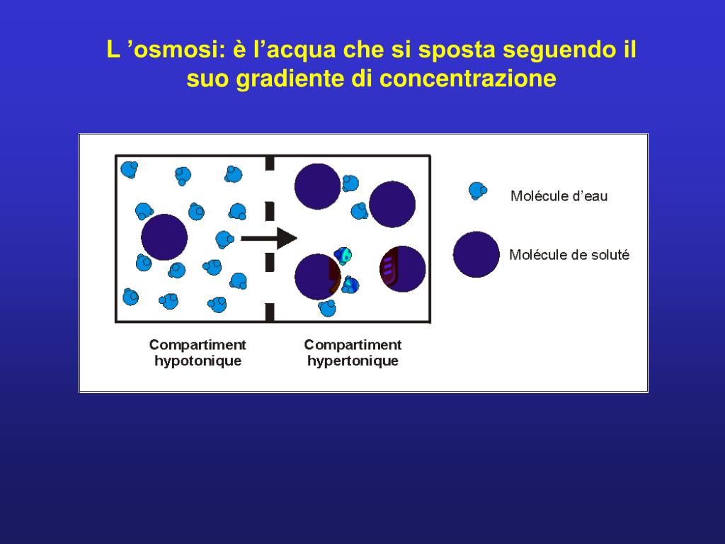 PPT La membrana cellulare PowerPoint Presentation, free download ID