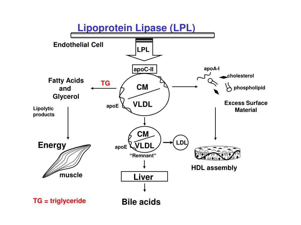 PPT Lipids, Lipoproteins and Aging Trudy M. Forte, Ph.D. Life Sciences Division PowerPoint