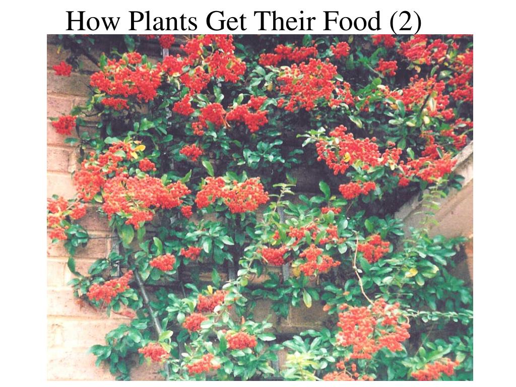 PPT How Plants Get Their Food (1) PowerPoint Presentation, free