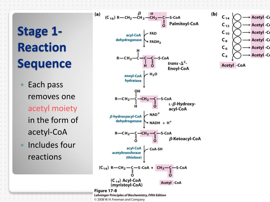PPT FATTY ACID OXIDATION PowerPoint Presentation, free download ID