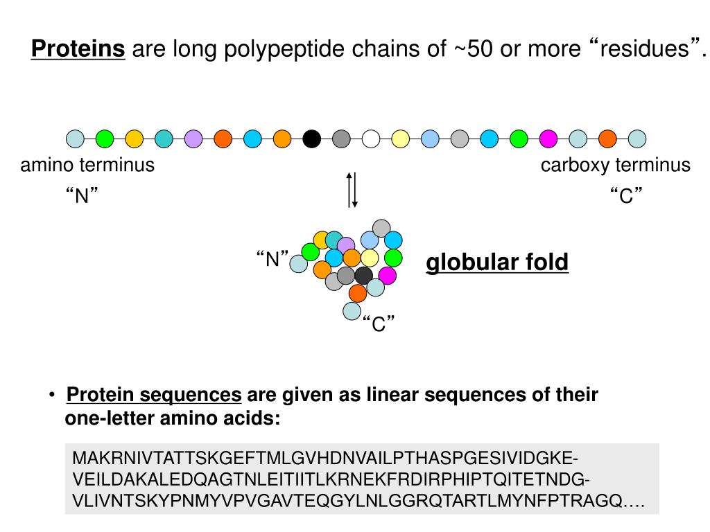 PPT Proteins are not rigid structures Protein dynamics