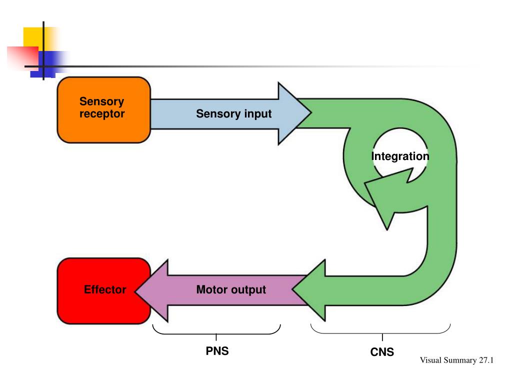 PPT Chapter 21 Nervous Systems PowerPoint Presentation, free download