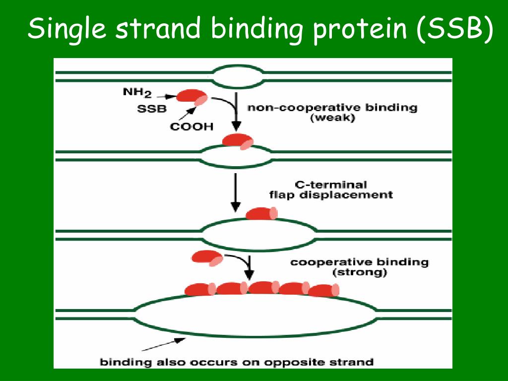 PPT DNA replication PowerPoint Presentation, free download ID4729556