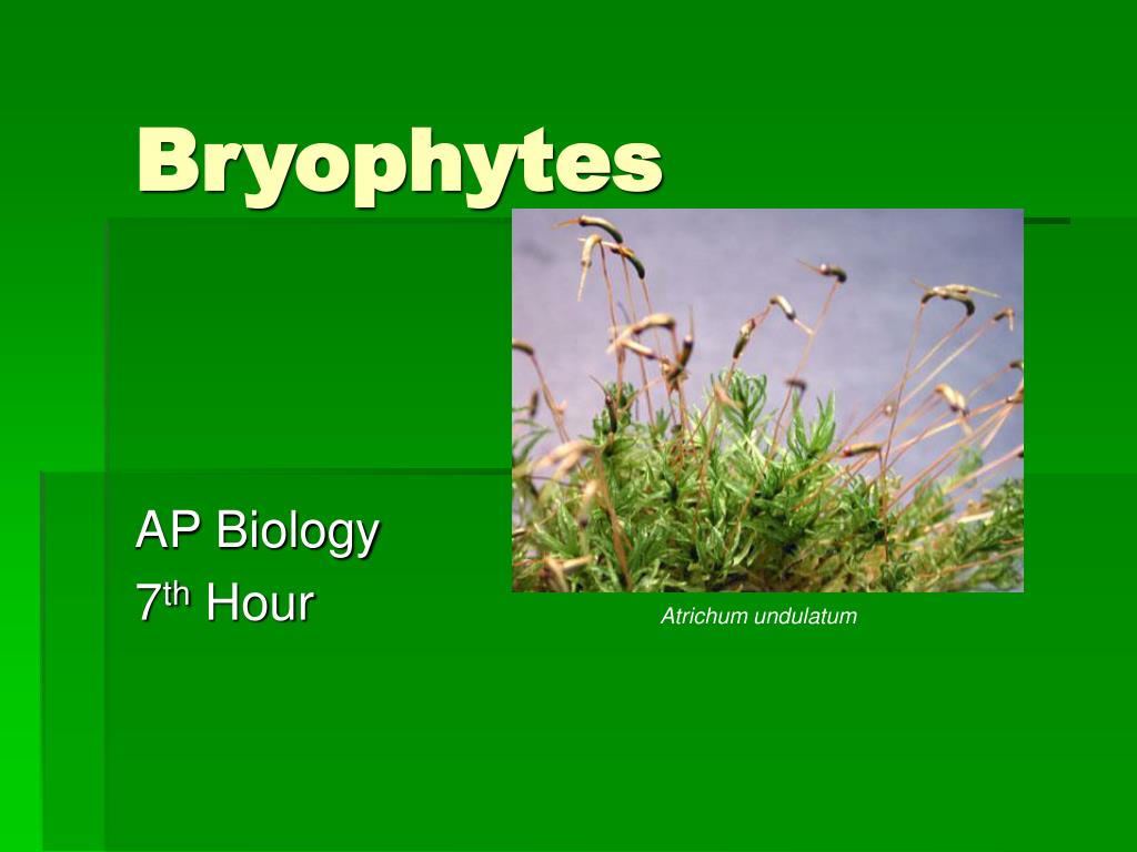 PPT Bryophytes PowerPoint Presentation, free download ID4731497