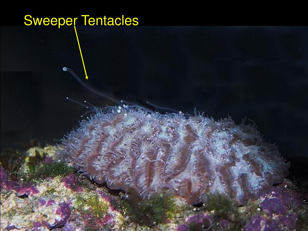 PPT Anthozoa Corals and Anemones PowerPoint Presentation, free