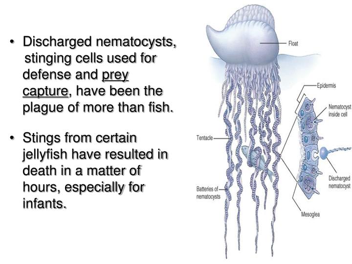 PPT Cnidarians PowerPoint Presentation ID4733795