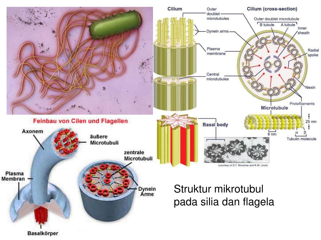PPT BIOLOGI SEL PowerPoint Presentation, free download ID4734957(04)
