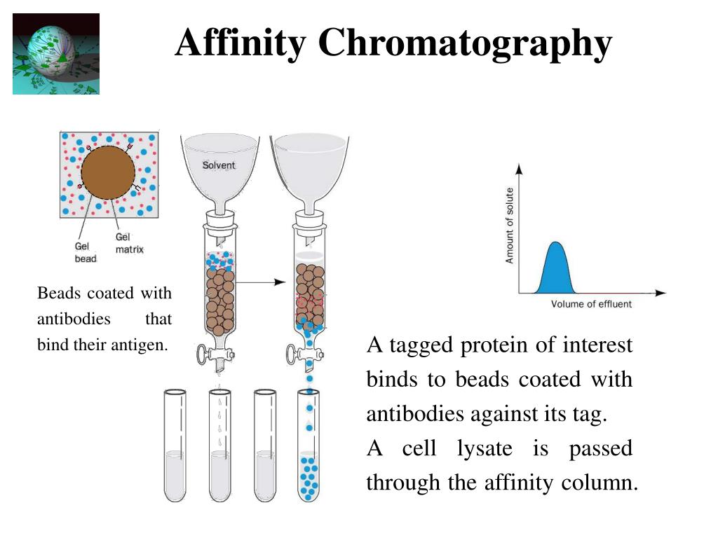 PPT ProteinProtein Interactions PowerPoint Presentation, free