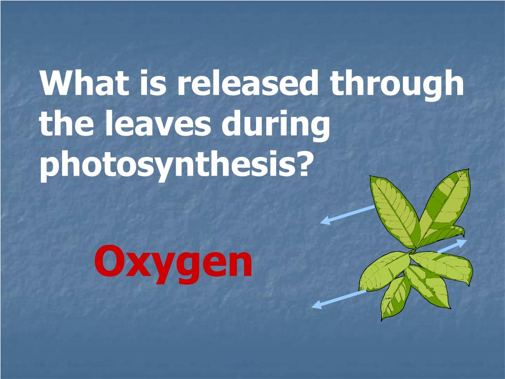 PPT PLANTS PowerPoint Presentation, free download ID4737092