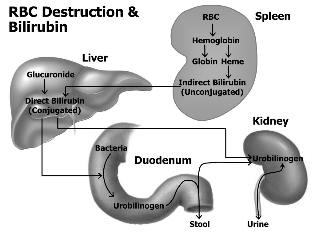 PPT Laboratory Interpretation PowerPoint Presentation