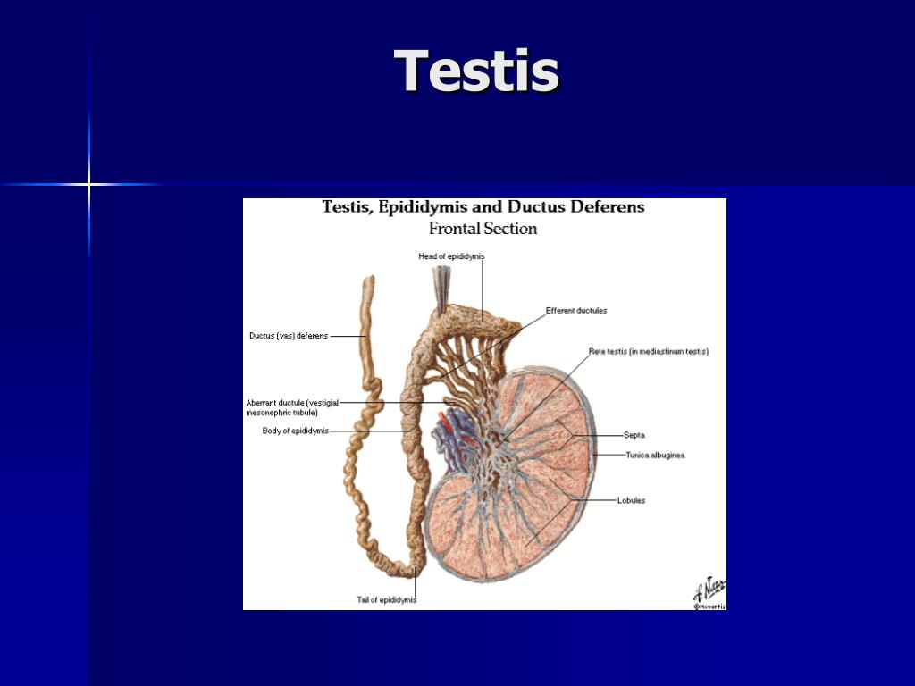 PPT Sistem Organ Reproduksi Pria PowerPoint Presentation