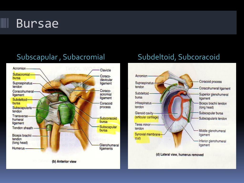 PPT Glenohumeral (shoulder) Joint PowerPoint Presentation, free