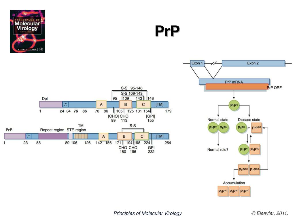 Introduction to Pathogens Molecular.